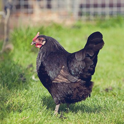 A black chicken standing in the grass.