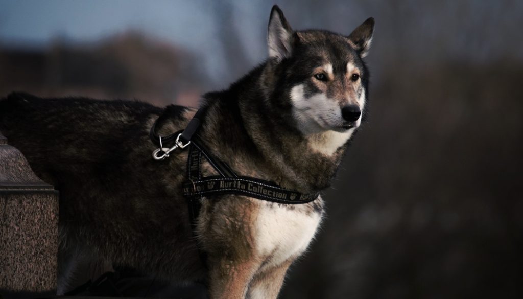 A dog with a harness on standing in the woods.