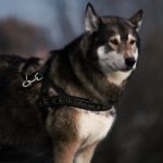 A dog with a harness on standing in the woods.