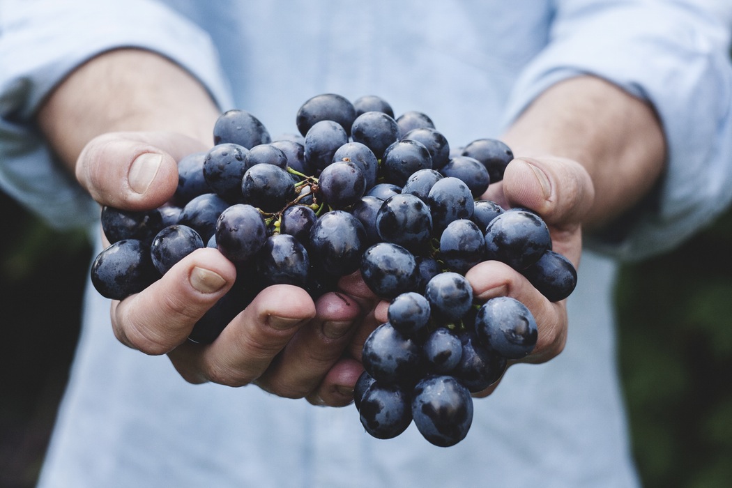 A person holding grapes in their hands